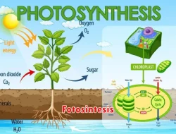 Proses Fotosintesis dan Respirasi pada Tumbuhan