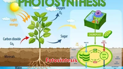 Fotosintesis