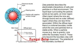 Menguak Misteri Fungsi Zeta: Perjalanan Menyelami Dunia Bilangan Tak Terbatas dalam Matematika