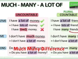 Perbedaan Between “Much” dan “Many” dalam Bahasa Inggris