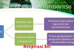 Proses Respirasi Sel dalam Ilmu Pengetahuan Alam