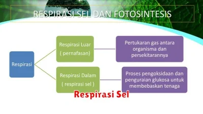 Respirasi Sel