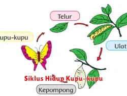 Siklus Hidup Kupu-Kupu dalam IPA