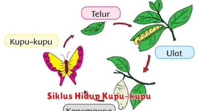 Siklus Hidup Kupu-kupu