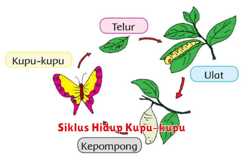 Siklus Hidup Kupu-kupu