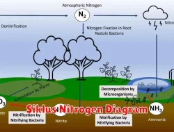 Proses Siklus Nitrogen dalam Ilmu Pengetahuan Alam