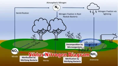 Siklus Nitrogen Diagram