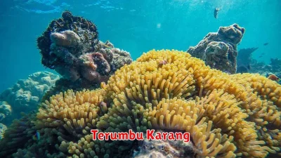 Terumbu Karang