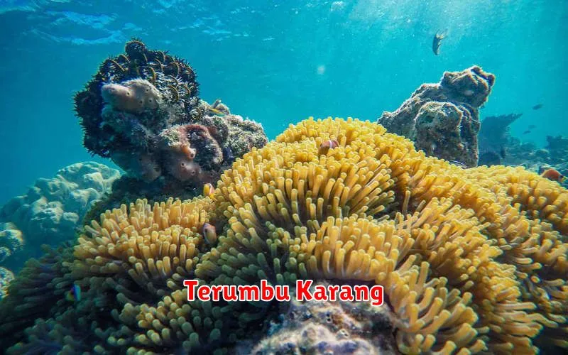 Terumbu Karang