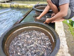 Tips Ternak Ikan Lele yang bisa anda Praktikan dirumah