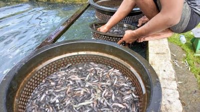 Tips Ternak Ikan Lele yang bisa anda Praktikan dirumah