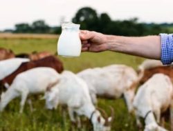 Dianjurkan untuk Kesehatan berbagai Manfaat Susu Kambing Etawa